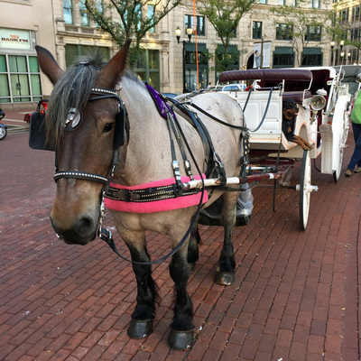 Horse drawn Carriage Rides downtown